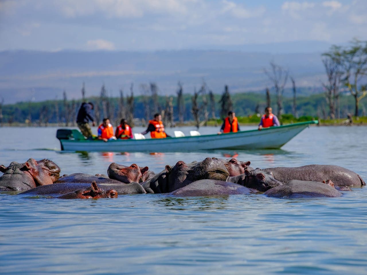 Bootsfahrt auf dem Lake Naivasha thumbnail