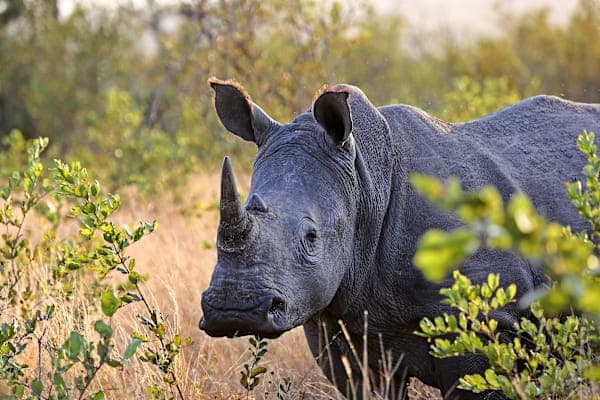 South Africa Road Trip: Kruger, Cape and coast