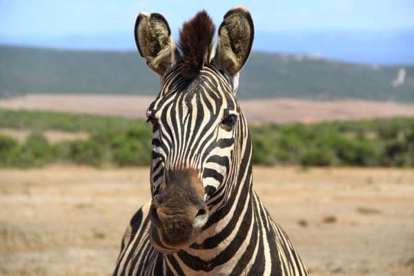 South Africa Road Trip: The Garden Route to the Big Five