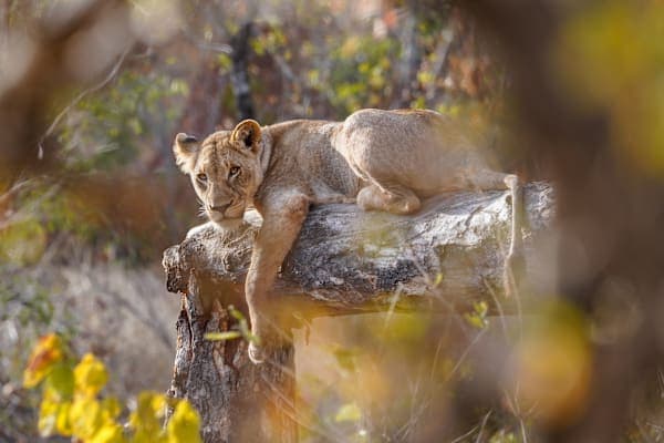 Südafrika Roadtrip: Wildlife Glamping & Krüger Safari