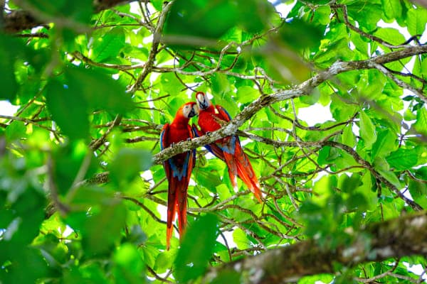 Costa Rica & Panama: Road Adventure zum Nebelwald!