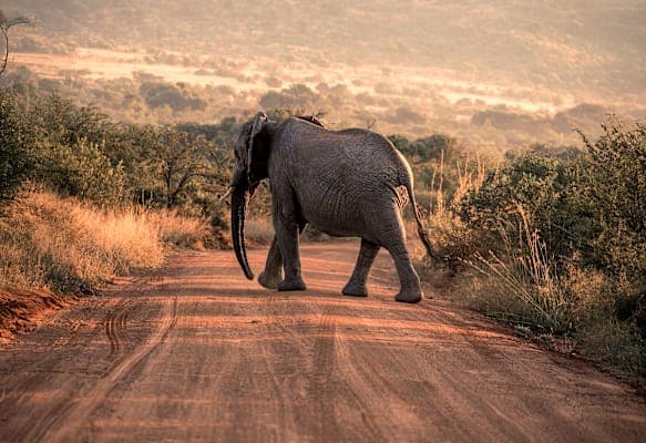 Südafrika Garden Route: Wildlife, Waves & Roadtrip