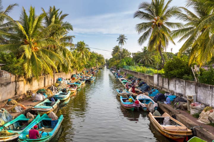 Transfer nach Dambulla & Besuch des 'Lellama' Fish Market in deiner journaway Gruppe thumbnail