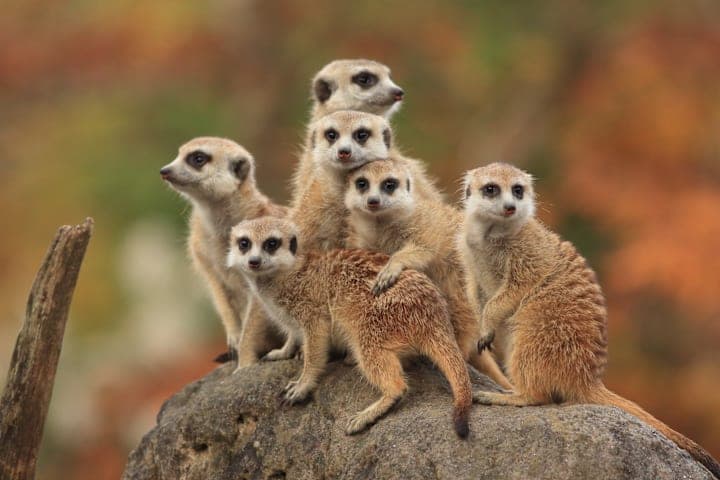 Meerkat safari thumbnail