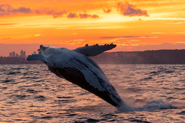 Whale watching in the midnight sun thumbnail