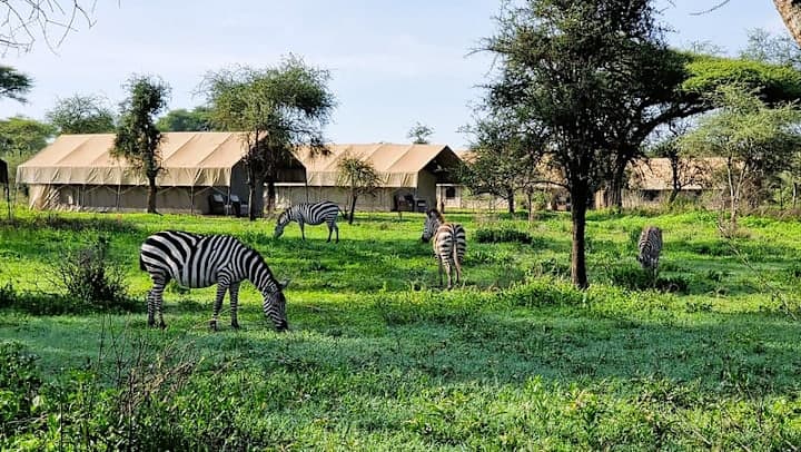 Africa Safari South Serengeti thumbnail