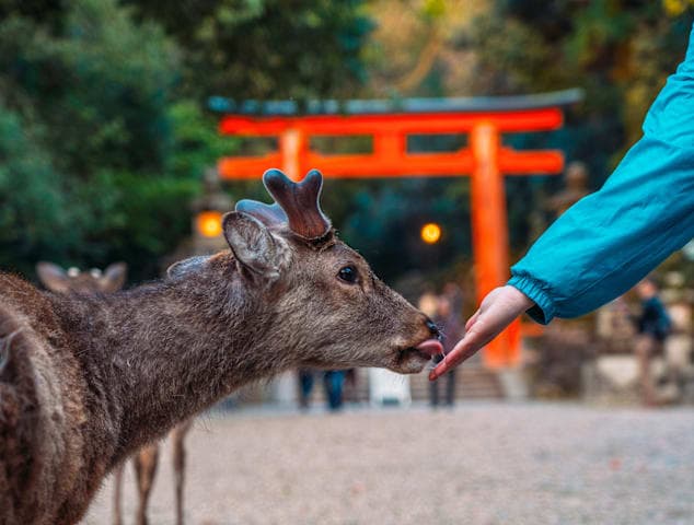 Tempeltour & Nara-Park am Morgen thumbnail