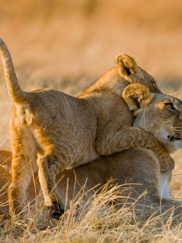 Untamed Kenya