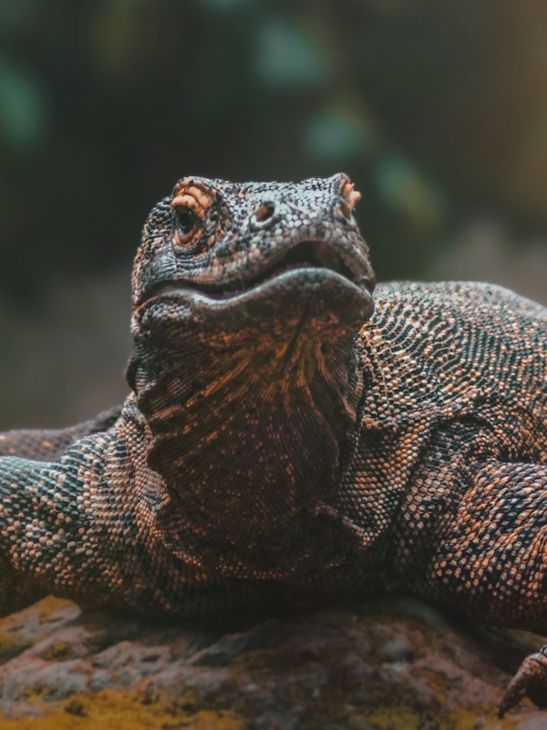 Bali & Komodo