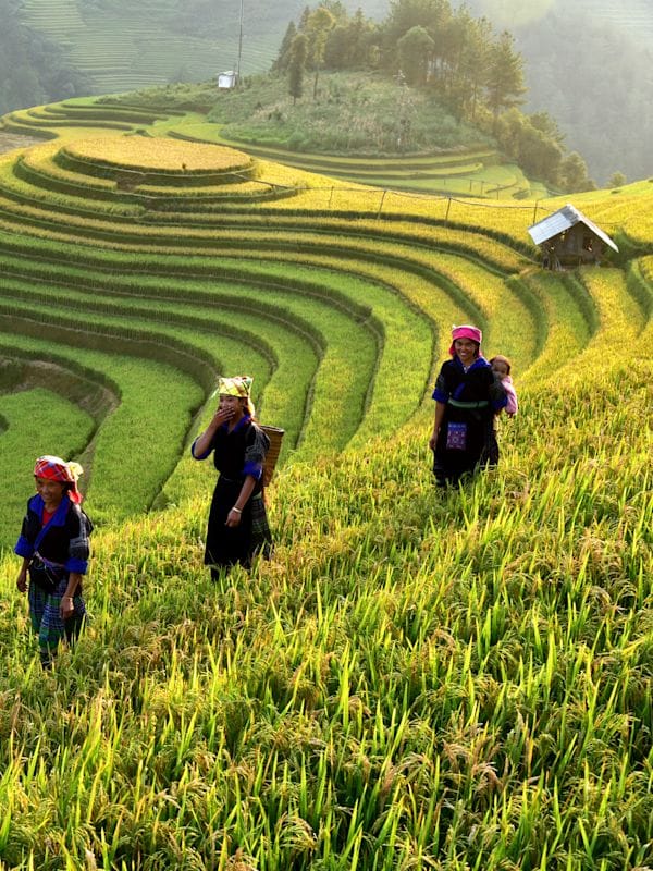 Vietnam Intense