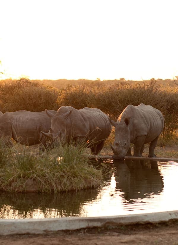 Zuid-Afrika & Eswatini: roadtrip naar de big five