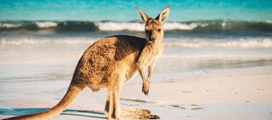 Australia meets Bali: Van life and island vibes