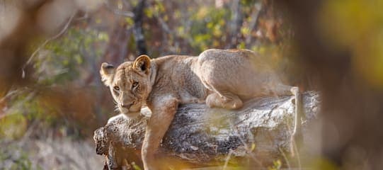 Südafrika Roadtrip: Wildlife Glamping & Krüger Safari