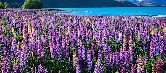 Australien & Neuseeland: Livin’ a Down Under Kind of Dream!