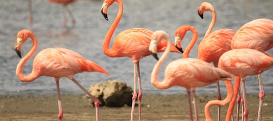 Miami, Bonaire and Curaçao: City, sun and road trip