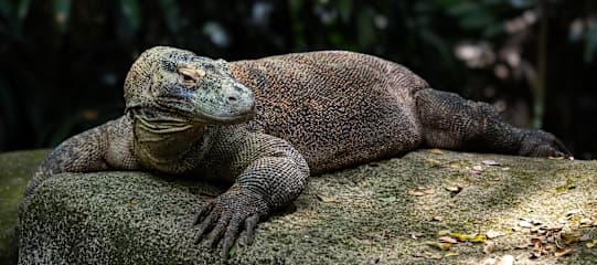 Bali & Flores: Jungle Swing, Komododrachen & Beach Bliss