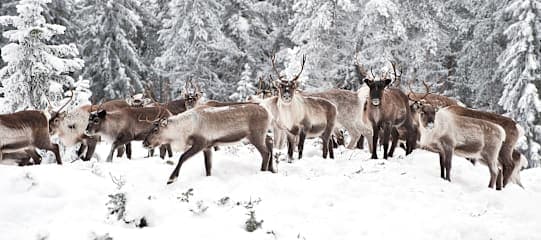 Schneeträume Levi: Northern Lights & Reindeer Hugs