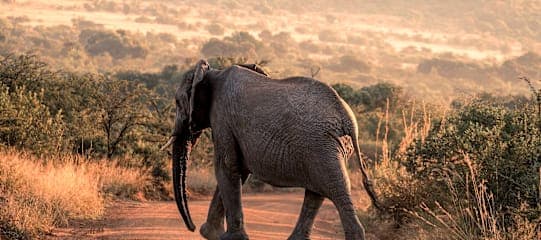Südafrika Garden Route: Wildlife, Waves & Roadtrip Vibes