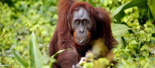 Indonesien Adventure: Orang-Utans & Jungle Paths meet Beach!
