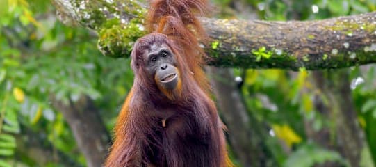 Wild Sumatra: Ready to Hang with Orangutans?
