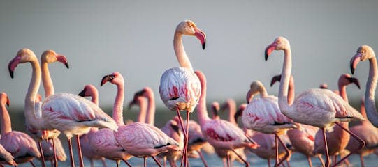 Kenia & Tansania: Wildlife Glamping trifft Inselparadies