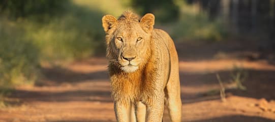 All around South Africa: Vom Kap zur Krüger-Safari