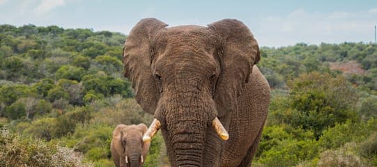 Tansania & Sansibar: Safari Adventure meets Beach Escape