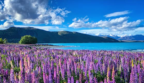 Australien & Neuseeland: Livin’ a Down Under Kind of Dream!