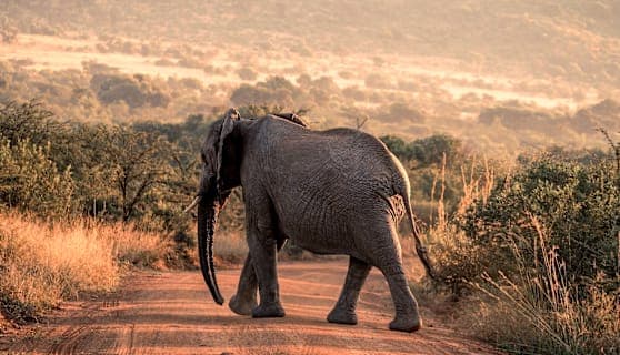 Südafrika Garden Route: Wildlife, Waves & Roadtrip Vibes