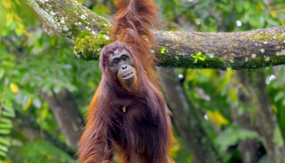Wild Sumatra: Ready to Hang with Orangutans?