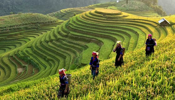Vietnam Intense: Local Insights & Nature Wonders