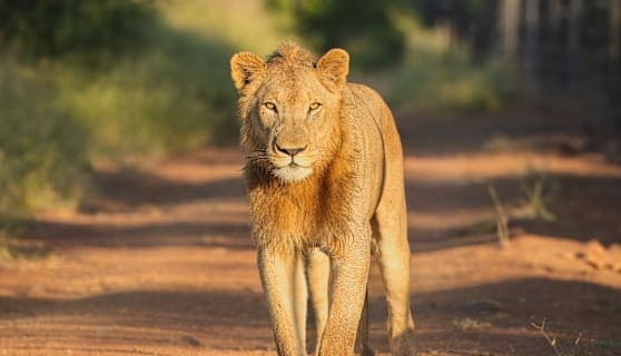 All around South Africa: van de Kaap tot Kruger-safari