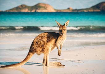 Australia meets Bali: Van life and island vibes