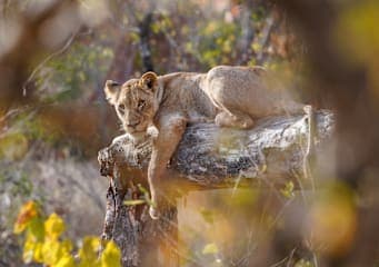 Südafrika Roadtrip: Wildlife Glamping & Krüger Safari