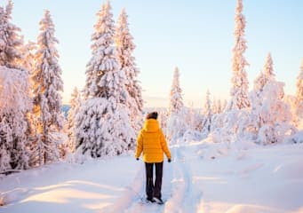 Scandic Nights: Aurora Lights & Arctic Rides