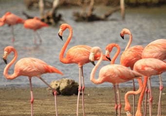 Miami, Bonaire and Curaçao: City, sun and road trip