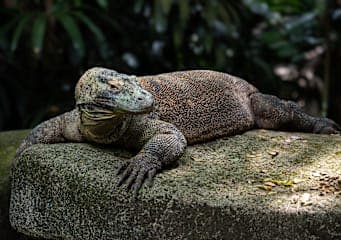 Bali & Flores: Jungle Swing, Komododrachen & Beach Bliss