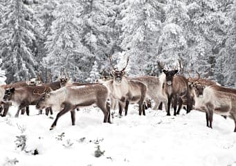 Schneeträume Levi: Northern Lights & Reindeer Hugs