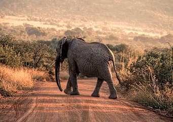Südafrika Garden Route: Wildlife, Waves & Roadtrip Vibes