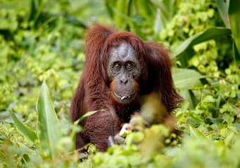 Indonesien Adventure: Orang-Utans & Jungle Paths meet Beach!
