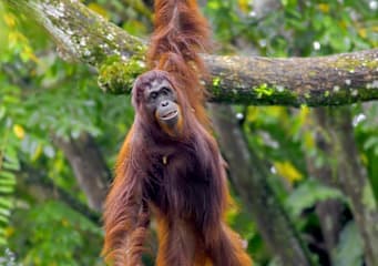 Wild Sumatra: Ready to Hang with Orangutans?
