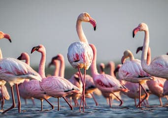 Kenia & Tansania: Wildlife Glamping trifft Inselparadies