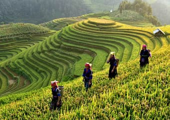 Vietnam Intense: Local Insights & Nature Wonders
