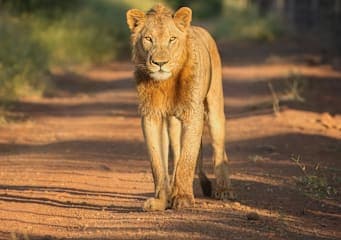 All around South Africa: Vom Kap zur Krüger-Safari