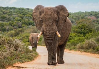 Tansania & Sansibar: Safari Adventure meets Beach Escape