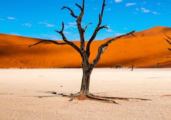 All around Africa: woestijn-dromen & wildlife wonderen