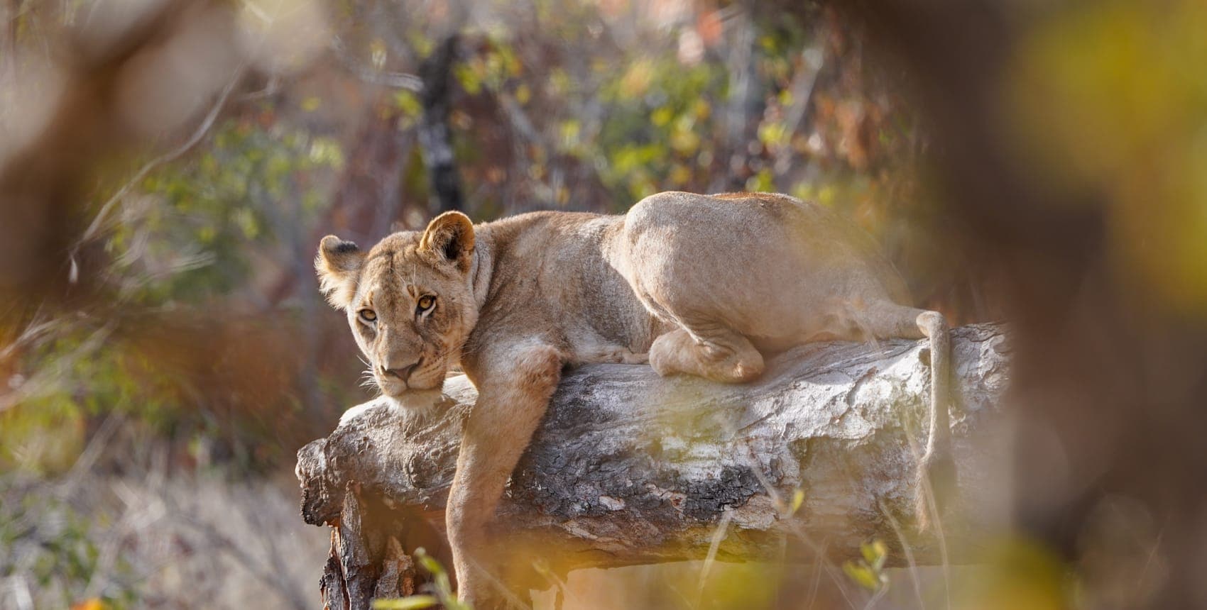 Garden Route trifft Big Five