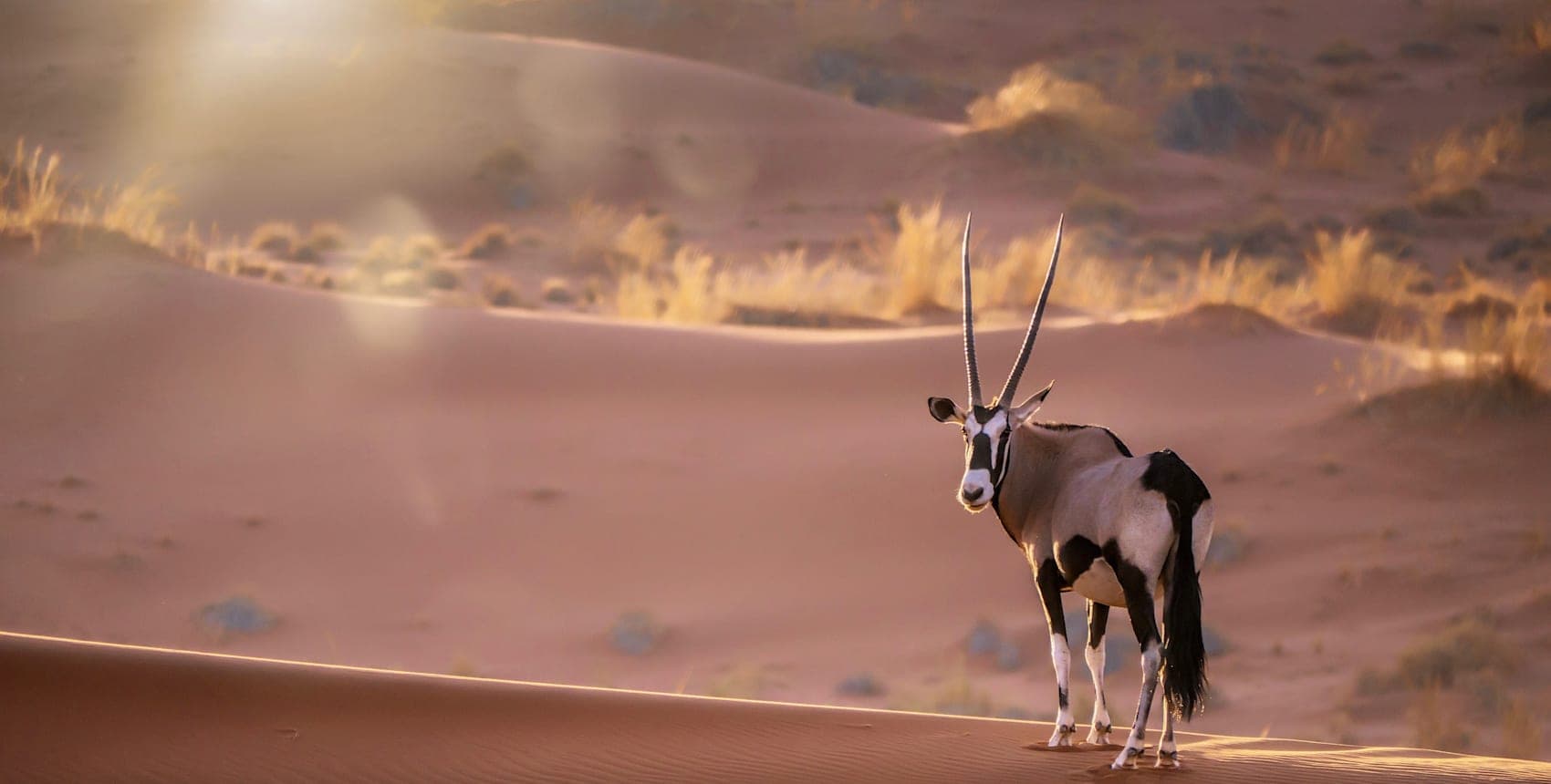 Wüsten Roadtrip & Big Five