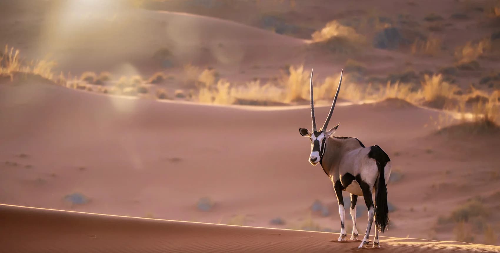 Wüsten Roadtrip & Big Five