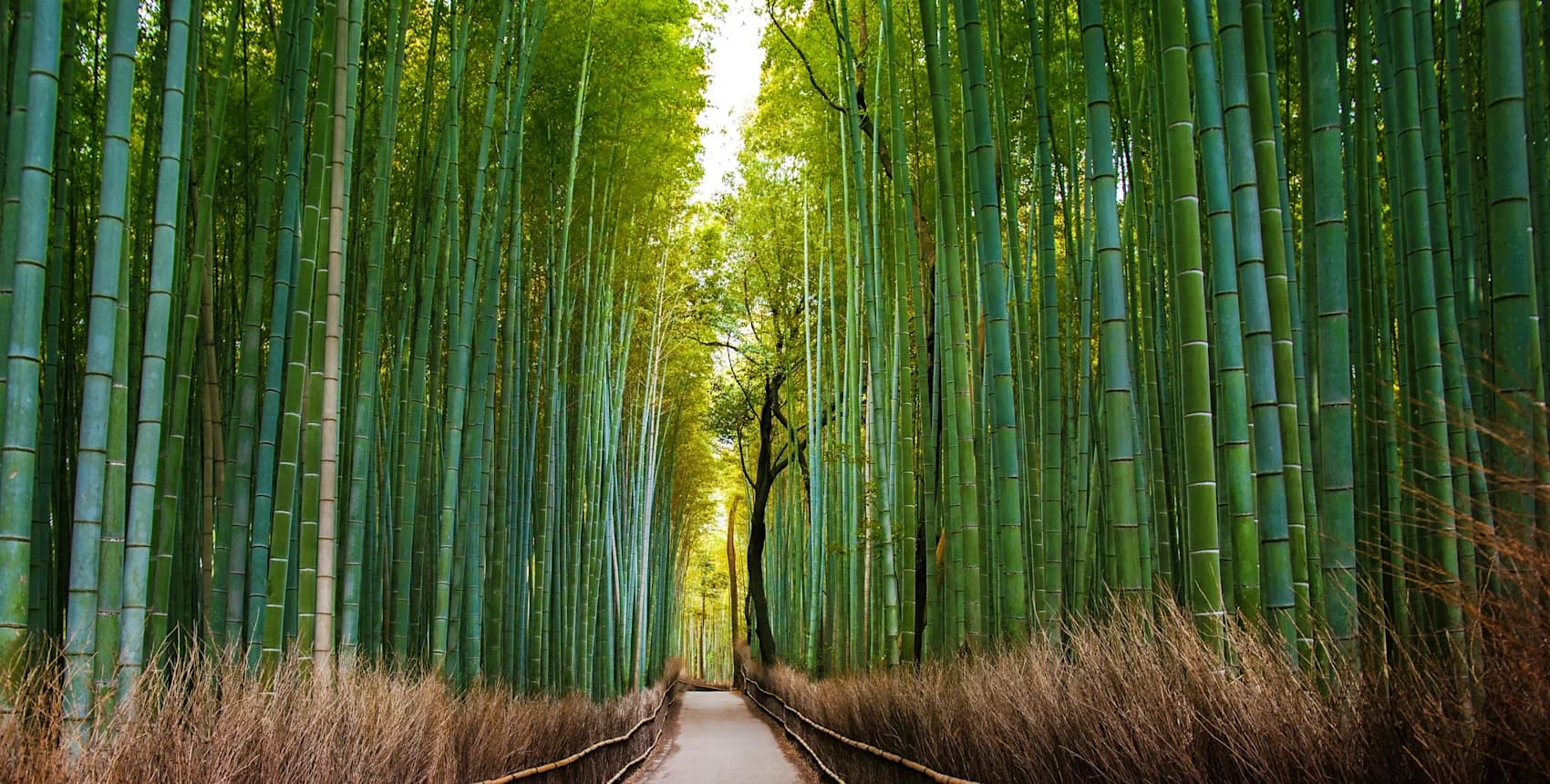 Japan bucketlist